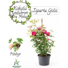 Garden Box Yoğun Kokulu Pembe Isparta Gülü Fidanı 1 Adet Saksılı 30-50CM+ITIR Çiçeği