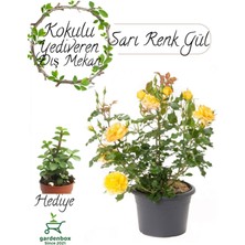 Garden Box Yediveren Sarı Renk Gül Fidanı 1 Adet Saksılı 30-60CM+ Yeşim Çiçeği