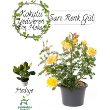 Garden Box Formlu Sarı Renk Bahçe Gülü Çiçeği Saksıda 1 Adet 30-50CM+ Para Çiçeği