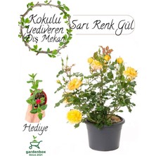 Garden Box Saksılı Bahçe Gülü Sarı Renk 1 Adet Saksılı 30-50CM+BUZ Çiçeği