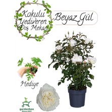 Garden Box Yoğun Kokulu Beyaz Renk Gül Fidanı 30-50CM+ Itır Çiçeği Hediye