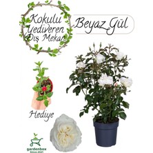 Garden Box Kokulu Yediveren Beyaz Gül Fidanı 30-50CM+ Buz Çiçeği Hediye