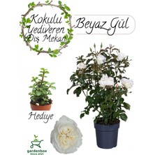 Garden Box Mis Kokulu Canlı Beyaz Renk Gül 30-40CM+ Yeşim Çiçeği Hediye