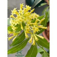 Garden Box Harika Kokulu Melisa Parfüm Çiçeği 30-60CM 1 Saksılı (Cestrum Nocturnum)