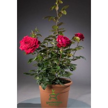 Garden Box Kokulu Yediveren Kırmızı Renk Bahçe Gülü 1 Adet Saksılı 30-50CM
