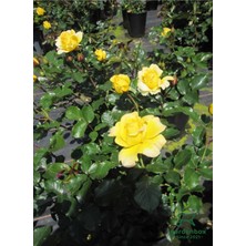Garden Box Dolgun Formlu Canlı Sarı Gül Fidanı 30-50CM Saksılı