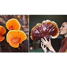 Tohumlar Fidana Reishi Mantarı Tohumu +5000  Adetlik Süper Fırsat Paketi  Reishi Miseli