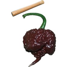 Tohumcu Kikizade 5+Gram Çikolata Carolina Reaper Biberi Toz Biber Bire Bir Orginal Ürün