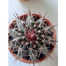 Growth Plant And Tree Melocactus Azureus