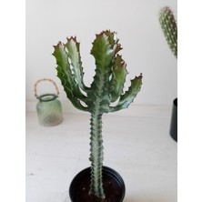 Growth Plant And Tree Euphorbia Lactea 45CM