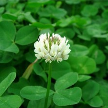 Esin Tohum Ak Üçgül Trifolium Repens Bodur Yonca Tohumu 500 Gram