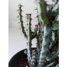 Growth Plant And Tree Euphorbia Aeruginosa Kaktüs