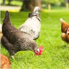 Esin Tohum Tavuk Yoncası Tohumu 500 gr Ak Üçgül Tohumu Bodur Yonca Süs Yoncası Trifolium Repens