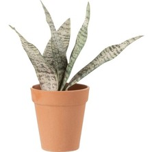 Laromita Decoration Sanseverıa Açık / S