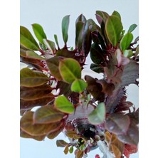 Growth Plant And Tree Euphorbia Red Royal