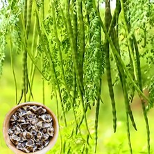 Antep Istachios 20 Adet Mucize Ağaç Moringa Oleifera Tohumu