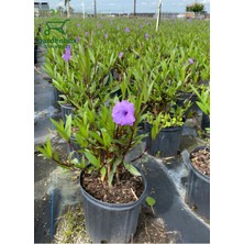 Garden Box Ruelya Mor Renk Meksika Petunyası Saksılı 30-50CM Çit Bitkisi