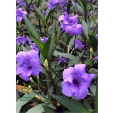 Garden Box Ruelya Meksika Petunyası Mor Renk 30-60CM Saksılı