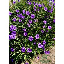 Garden Box Saksılı Ruelya Meksika Petunyası 1 Adet 30-50CM Dış Mekan Çiçeği