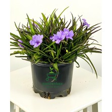 Garden Box Meksika Petunyası 1 Adet Saksıda  30-60CM Ruelya (Ruellia)