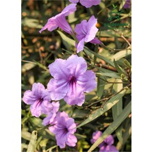 Garden Box Saksıda Ruellia Meksika Petunyası 1 Adet Saksılı 30-50CM Bahçe Çiçeği