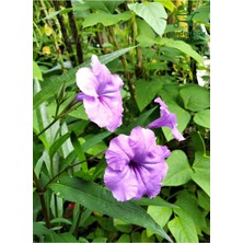 Garden Box Meksika Petunyası Ruellia 1 Adet Saksılı 30-50CM Ruelya Bahçe Çiçeği