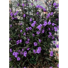 Garden Box Çiçekli Çit Bitkisi Meksika Petunyası Ruelya 1 Adet Saksılı 30-50CM