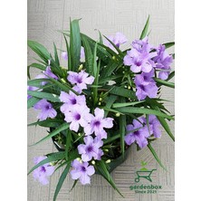 Garden Box Ruellia Meksika Petunyası 1 Adet Saksılı 30-50CM Dış Mekan Çit Bitkisi