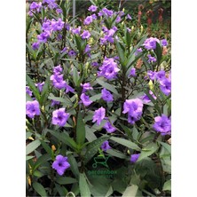 Garden Box Meksika Petunyası Ruellia 30-60CM Saksıda 1 Adet