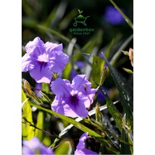 Garden Box Meksika Petunyası Saksılı 30-50CM Ruellia