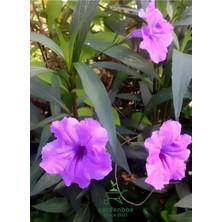 Garden Box Mor Meksika Petunyası 1 Adet Saksılı 30-60CM (Purple Ruelya)