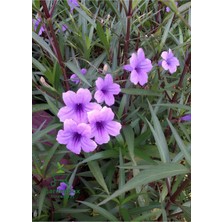 Garden Box Ruellia Mor Renk Meksika Petunyası Saksılı 30-60CM Dış Mekan Bahçe Çiçeği