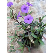 Garden Box Meksika Petunyası Ruellia 1 Adet Saksılı 30-50CM Ruelya Bahçe Çiçeği