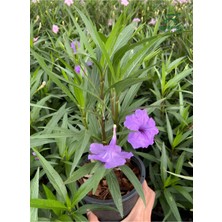 Garden Box Mor Ruelya Çiçeği 1 Adet Saksıda 30-60CM Meksika Petunyası Ruellia