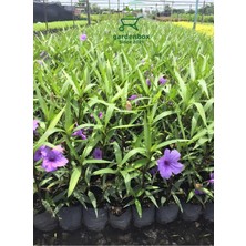 Garden Box Mor Renk Ruellia Çiçeği 1 Adet Saksılı 30-60CM Bahçe Çiçeği
