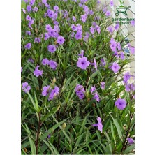 Garden Box Meksika Petunyası Mor Renk Saksılı 30-60CM Bahçe Çiti Çiçeği