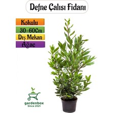 Garden Box Kokulu Defne Fidanı 1 Adet Saksılı Dış Mekan Ağaç