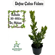 Garden Box Defne Çalısı Fidanı Kokulu 1 Adet Saksıda (Laurus)