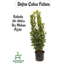 Garden Box Saksılı Defne Ağacı Fidanı 1 Adet Saksılı(Laurus Nobilis )