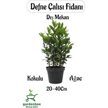 Garden Box Defne Çalısı Fidanı Laurus Nobilis 1 Adet Saksılı Dış Mekan Bitkisi