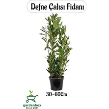 Garden Box Defne Fidanı 30-60CM 1 Adet Saksılı/tüplü Bahçe Bitkisi (Laurus Nobilis)