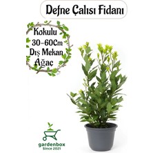 Garden Box Yoğun Kokulu Defne Çalısı Fidanı 1 Adet Saksılı/tüplü 30-50CM