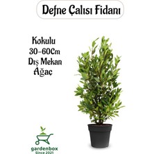 Garden Box Yoğun Kokulu Defne Çalısı Fidanı 1 Adet Saksılı/tüplü 30-50CM