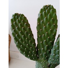 Growth Plant And Tree Opuntia Rubescens 30 cm