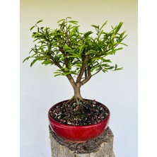 Yalova Bonsai Art Calliandra Bonsai