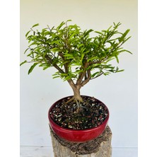 Yalova Bonsai Art Calliandra Bonsai