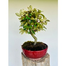 Yalova Bonsai Art Iğde Bonsai