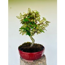 Yalova Bonsai Art Iğde Bonsai