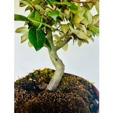 Yalova Bonsai Art Iğde Bonsai