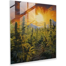 Painted Anarchy Altın Kush Tarlası Cam Baskı - Ot, Altın Gün Batımı, Yağlıboya Tablo Başyapıt, Çiçek Açan Esrar Bitkileri, 30X30 cm
